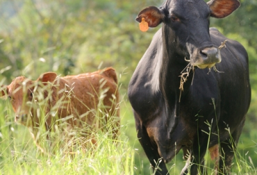 Se debe avanzar más en la investigación para conocer las causas de la presencia del cromosoma Y en las vacas. Foto: CONtexto Ganadero. reproducción bovina