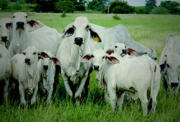 El adecuado manejo de las crías constituye ganancias en la producción de carne y leche. Foto: CONtexto Ganadero. crías productivas