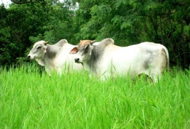 El sector produce anualmente casi 2 millones de toneladas de CO2 y espera reducir su emisión en 637 mil toneladas. Foto: Cortesía CRHoy.com Ganad en Costa Rica