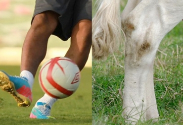 Las lesiones en los vacunos atrasan su desempeño productivo. Foto: CONtexto Ganadero. ganado y fútbol