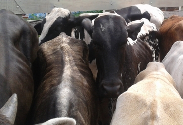 Los animales con episodios de estrés son propensos a desarrollar la patología. Foto: CONtexto Ganadero. enfermedades bovinos