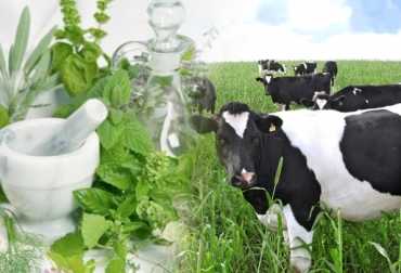 Los animales también se curan con tratamientos homeopáticos. Foto: CONtexto Ganadero. homeopatía para ganado