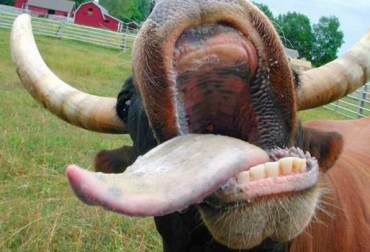 Cada país requiere de un plan epidemiológico para controlar y erradicar enfermedades vacunas. Foto: www.geroa.org. lengua azul en los bovinos