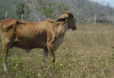La sequía ha causado la muerte de más de 100 mil cabezas de ganado en Perú. Foto: CONtexto Ganadero. sequía ganadería