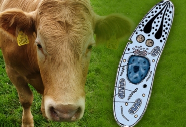 Las infecciones parasitarias son comunes en el ganado bovino. Foto: CONtexto Ganadero. coccidiosis