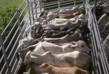 Al ganadero le pagan de acuerdo al peso y edad del animal. Foto: CONtexto Ganadero. peso ganado