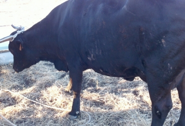 Los bovinos en Colombia sufren de sarna por mal manejo del hato. Foto: CONtexto Ganadero. sarna en bovinos