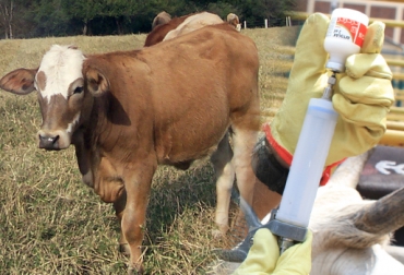 Las vacunas se aplican vía oral, subcutánea o intravenosa. Foto: CONtexto Ganadero. vacuna contra mametritis