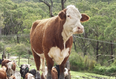 El Plan Federal del Bicentenario que lleva adelante la cartera agropecuaria prevé la suscripción de acuerdos con las provincias y municipios de Argentina. Foto: CONtexto Ganadero. Fortalecimiento de producción ganadera
