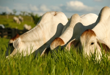 Los sellos de calidad motivan a mercados internacionales a comprar carne de países latinoamericanos como Colombia y Uruguay. Foto: CONtexto Ganadero. Sellos de calidad en carne de res