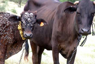 La aplicación de vacunas es una de las herramientas más eficientes para erradicar garrapatas en el ganado. Foto: CONtexto Ganadero. garrapatas en ganado