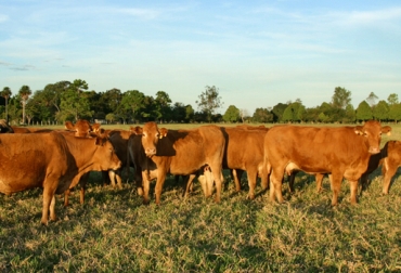 Solo médicos veterinarios deben evaluar casos de muerte súbita en bovinos. Foto: CONtexto Ganadero. muerte súbita vacas