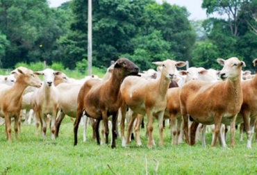 Colombianos consumen 500 gramos de carne ovina al año. Foto: CONtexto Ganadero. planta de sacrificio ovinos