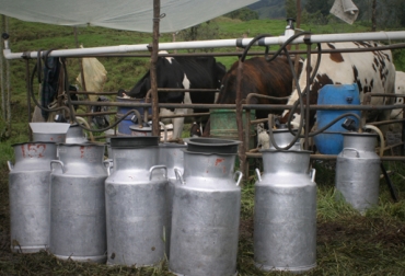 Piden que el Gobierno genere proyectos y políticas que lleven a la industrialización de la leche. Foto: CONtexto Ganadero. producción de leche
