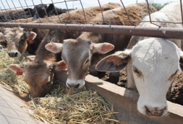 El Ministerio de Agricultura de Guatemala destinará US$3,8 millones en inseminaciones artificiales en vacas de edad productiva. Foto: Fedegán Genética bovina en Guatemala