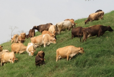 La Trazabilidad Animal en Colombia se rige por la ley 1659 de 2013. Foto: CONtexto Ganadero. Ley de Trazabilidad Animal rige hace 3 meses en Colombia
