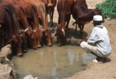 Gracias a esta inciativa, ganaderos y agricultores, viven en paz. Foto: FAO. Ganaderos de Sudán.