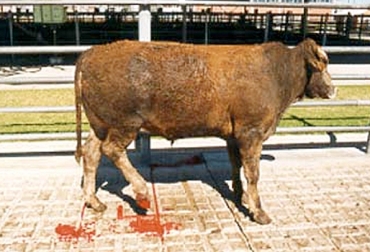 Del adecuando sacrifcio del ganado depende la calidad de la carne comercializada. Foto: www.fao.org/docrep/005/x6909s/x6909s04.htm vacuno herido