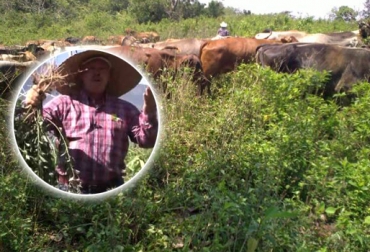 El control de malezas se hace con un diagnóstico del predio. Foto: CONtexto ganadero. control malezas