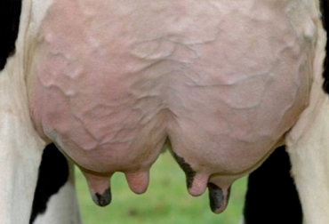 La mastitis es un síndrome que se puede prevenir. Foto: CONtexto Ganadero. mastitis bovina