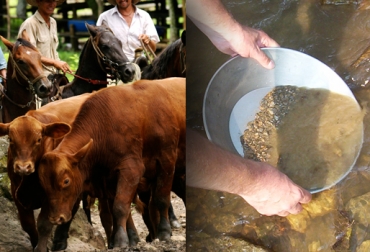 La minería ilegal es una de las prácticas que pone en peligro el futuro de la ganadería vacuna. Foto: CONtexto Ganadero. peligros para la ganadería