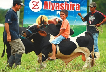 Las mini vacas pueden pesar hasta 360 kilos. Foto: Hernán Virgo. mini vacas