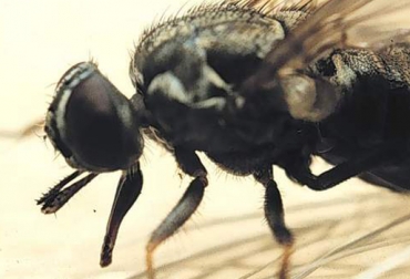 La mosca de los cuernos aparece en zonas húmedas, principalmente. Foto: www.cuencarural.com. mosca de cuernos en ganadería bovina
