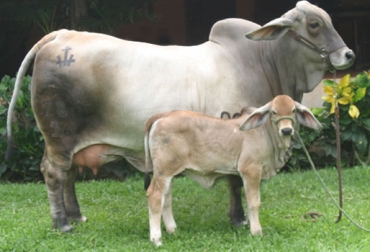 La adecuada nutrición prenatal contribuye con la ganancia de peso en los terneros. Foto: agroterra.com nutrición prenatal vacas