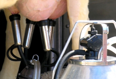 Colombia produce 17 mil litros de leche diarios. Foto: CONtexto Ganadero. Colombia es el cuarto productor de leche en Latinoamérica
