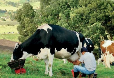 Lechería colombiana debe plantear la reconversión para llegar a nuevos mercados. Foto: CONtexto Ganadero. producción lechera en Nueva Zelanda