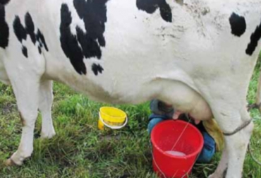 Colombia es el cuarto mayor productor de leche en Latinoamérica. Foto: CONtexto Ganadero. importaciones de leche en Colombia y Perú