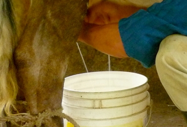 Colombia aumentó exportaciones de lácteos en 2013 respecto al año anterior. Foto: CONtexto Ganadero. sector lechero Colombia