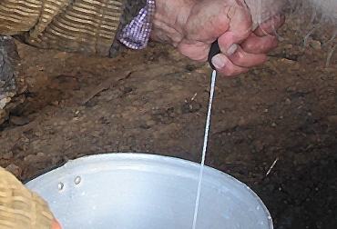 El adecuado manejo de forrajes y el aumento del dólar beneficia al sector lechero de Colombia. Foto: CONtexto Ganadero. producción de leche al alza en Colombia