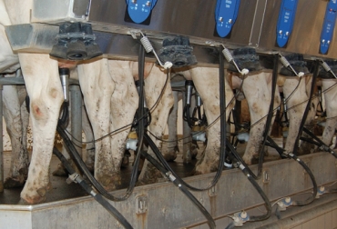 Se afirma que Europa necesita aprovechar más el uso de la tecnología que se ofrecen con nuevos equipos de ordeño. Foto: CONtexto Ganadero. pastoreo y ordeño automatizado