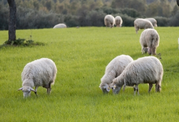Nueva Zelanda y Uruguay buscan que la ganadería ovina no provoque efectos negativos en la naturaleza. Foto: CONtexto Ganadero. ovinos en Colombia