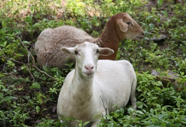 Según el estudio, las ovejas derivaron de las cabras y de otros rumiantes hace cerca de cuatro millones de años. Foto: ICA. genoma de las ovejas