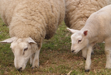 Cuidados en la monta y el parto de ovejas, un negocio rentable. Foto: CONtexto Ganadero. fertilidad en ovenas Colombia