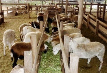 Los Tratados de Libre Comercio,TLC, son el mayor reto de la ganadería ovina nacional. Foto: Cortesía Kordero's. carne ovina colombiana