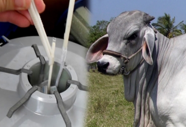 La genética de la raza brahman de Colombia es la más apetecida por mercados extranjeros. Foto: CONtexto Ganadero. genética bovinos