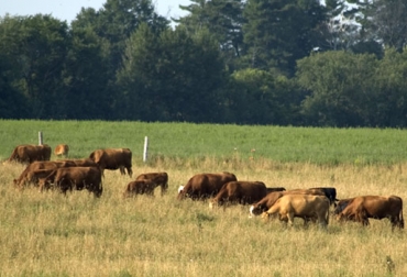 En el establecimiento ganadero se producirá y procesará carne vacuna. Foto: CONtexto Ganadero. Proyecto ganadero con tecnología de Nueva Zelanda