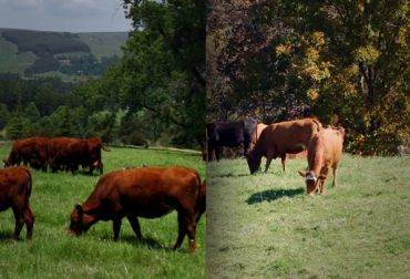 La ganadería mixta se usa en Argentina. Colombia aún no experimenta con ella. Foto: CONtexto Ganadero. forrajes ovinos y bovinos