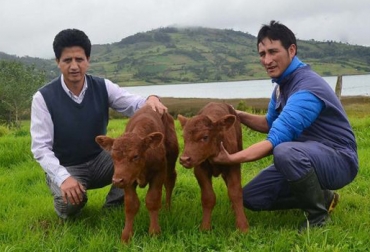 Esta técnica busca el mejoramiento de la reproducción animal. Foto: Universidad Nacional Toribio Rodríguez de Mendoza. clonación bovinos