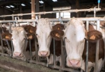 Vacas en un establo en Essertines-en-Chatelneuf, cerca de Montbrison, centro de Francia, el 15 de noviembre © AFP/Archivo Philippe Merle Vacas en un establo en Essertines-en-Chatelneuf, cerca de Montbrison, centro de Francia, el 15 de noviembre © AFP/Archivo Philippe Merle