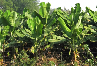 Colombia aplica plaguicidas para atacar la sigatoka. Foto: CONtexto Ganadero. variedad de banano con gen para combatir la sigatoka
