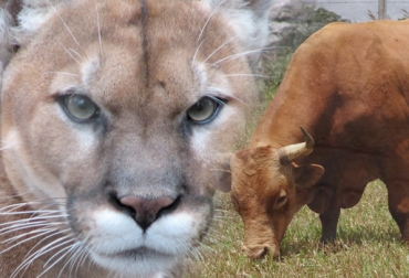 Felinos y lobos atacan el ganado al no hallar venados y demás comida en los bosques, como consecuencia de la deforestación y la caza animal. Foto: CONtexto Ganadero. felinos atacan ganado