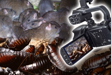 Con el software se logra identificar cada animal así no se vea en la pantalla. Foto: CONtexto Ganadero. IdTracker