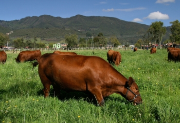 Las inscripciones están abiertas hasta el 28 de agosto. Foto: CONtexto Ganadero. ganadería angus brangus