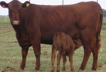 Una vez termina el destete animal comienza el perido de recría. Foto: http://www.agrovalor.com.ar/. recría ganado