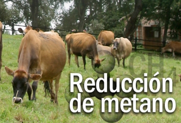 La vaca del futuro come granos gourmet y emite menos gas metano a la atmósfera. Foto: CONtexto Ganadero. gas metano