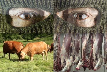 El robo de ganado afecta a productores y a consumidores de carne sin inocuidad. Foto: CONtexto Ganadero. robo de ganado